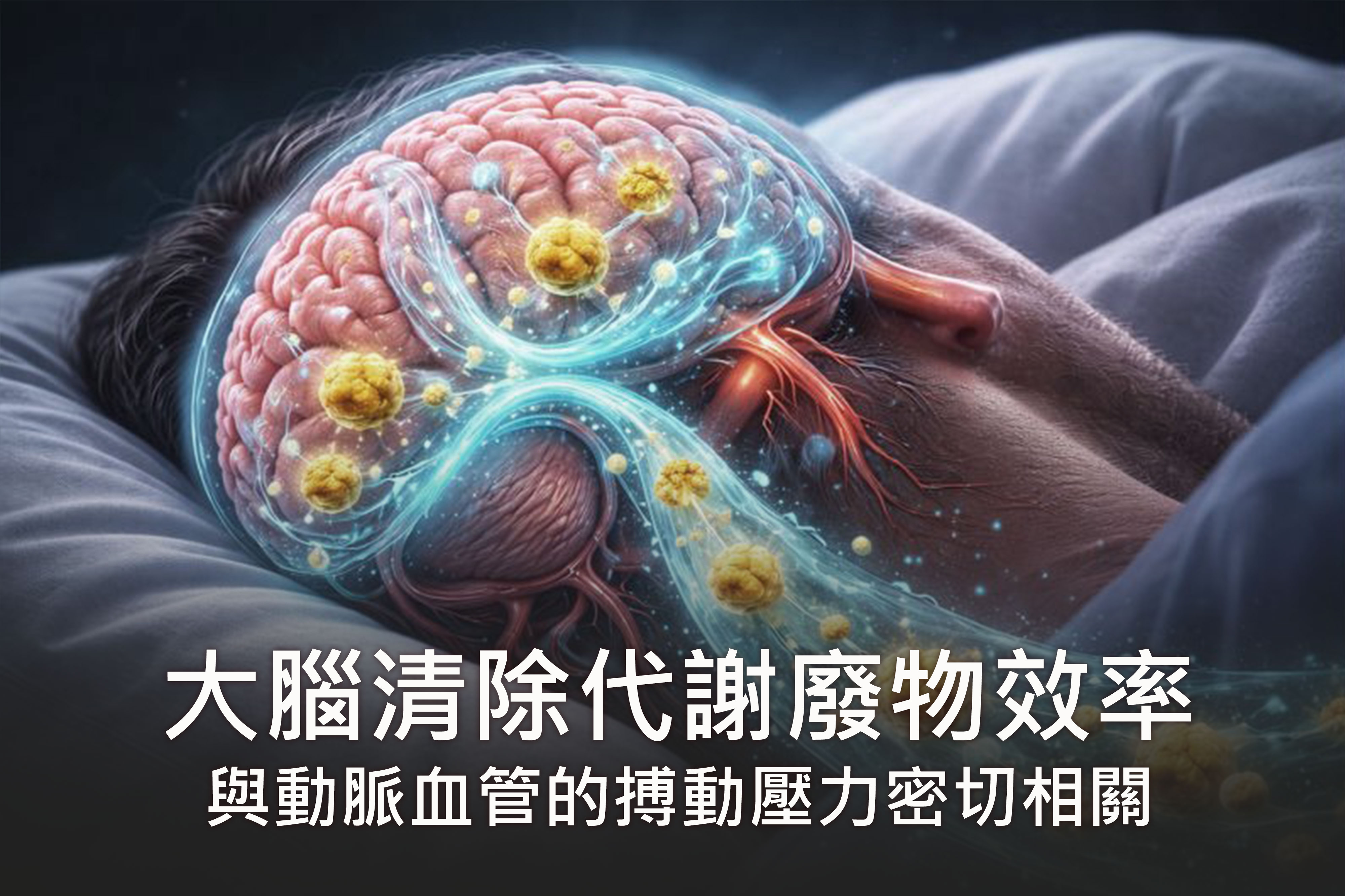 大腦清除代謝廢物效率與動脈血管的搏動壓力密切相關