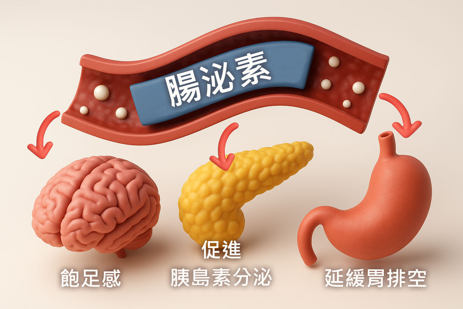 醫師向患者解釋腸泌素減重方案